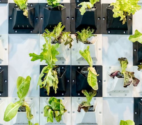 5 Ways To Introduce Biophilia Into Your Office Interior Design hydroponic wall