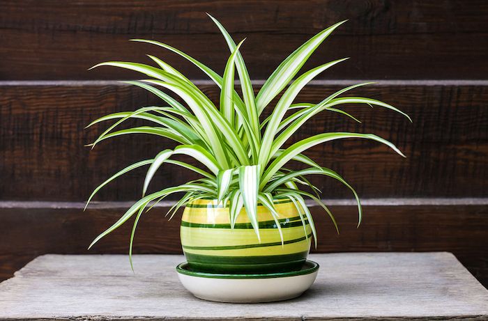 Easy to Care for Plants that Will Transform Your Home's Interior